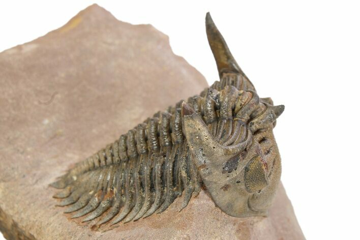 Detailed Metacanthina Trilobite - Lghaft, Morocco #251911